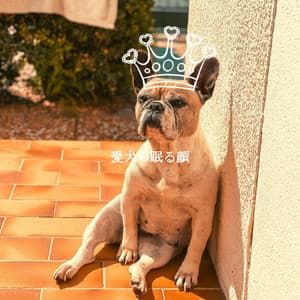 愛犬の眠る顔 - Chill Jazz