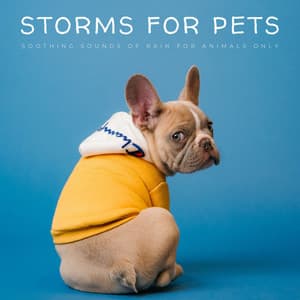 Storms For Pets: Soothing Sounds Of Rain For Animals Only - Calming Music For Pets