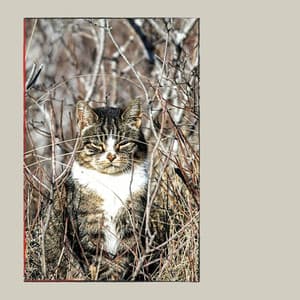 Feelings for Afternoon Cats - Calming Cat Music