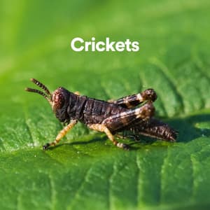 Crickets - Nature Sounds
