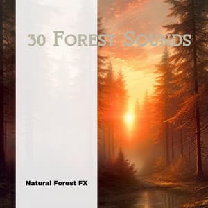 30 Forest Sounds - Natural Forest FX