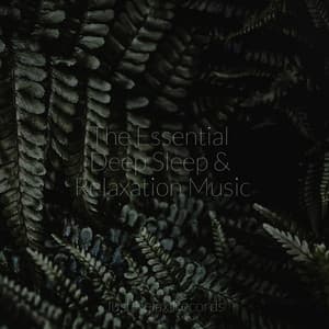 The Essential Deep Sleep & Relaxation Music - Study Hard