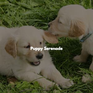 Puppy Serenade - Jazz Atrayente para Hoteles