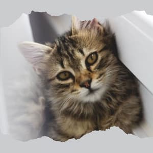 Heavenly Jazz Trio - Ambiance for Happy Cat - Sleepy Cat