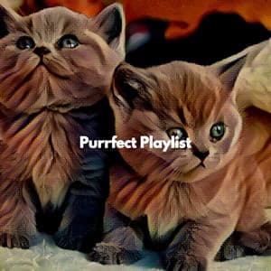Purrfect Playlist - Cat Music