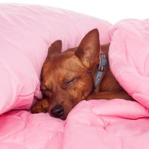 Doggy Dreamscape: Jazz Piano for Pups - Piano Jazz Calming Music Academy