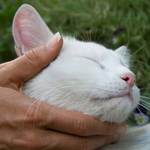 Ethereal Purring: Enchanting Ambient Melodies for Cats with Lofi - Chill Hip-Hop Beats