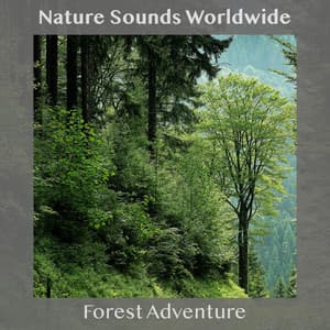 Forest Adventure - Nature Sounds Worldwide