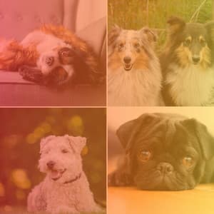 Cultivated Backdrop for Doggy Rest Time - Dog Relax