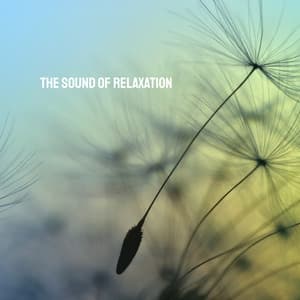 The Sound of Relaxation - Relaxation And Meditation