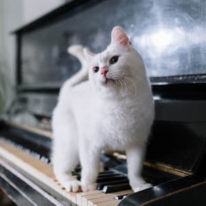 Zen Cat Zenith Melodies: Music For Serene Paws - Beautiful Noises Collection