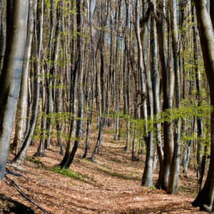 ! ! ! ! Alma da Floresta Magicaa - Alan Baratieri