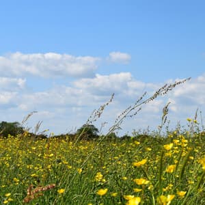 Tranquil Meadowlands: Nature's Serene Symphony - Mindful Measures