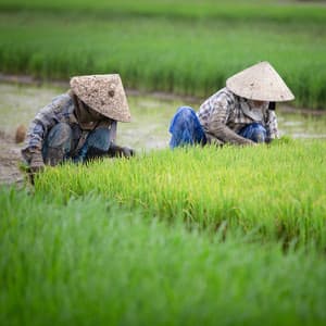 Nature's Work Symphony: Rain Sounds and Binaural Ambience - Binaural Beats Research