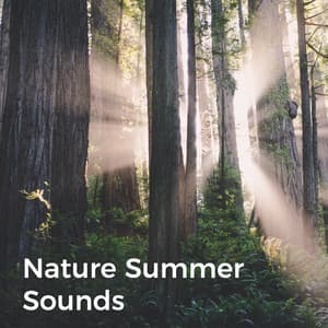Nature Summer Sounds - Nature Sound Series