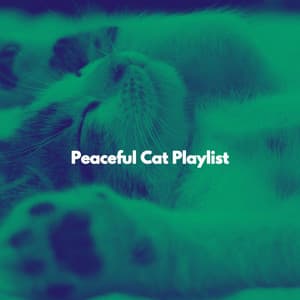 Peaceful Cat Playlist - Música Romántica para Bares en México City