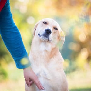 Background Music for Resting Hound - Puppy Music