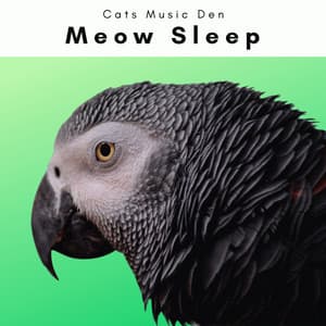 1 0 1 Meow Sleep - Cat Music Jukebox