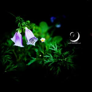 El Musgo Duerme Bajo Las Flores - Sueño Profundo Club