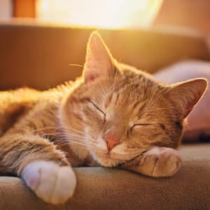 Sueños De Gato: Música Lofi Para Relajarse - Grabaciones de campo de la naturaleza