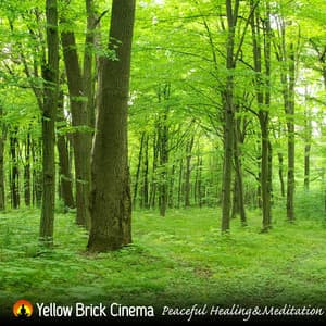 Peaceful Healing & Meditation - Yellow Brick Cinema