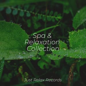 Spa & Relaxation Collection - Brain Study Music Guys