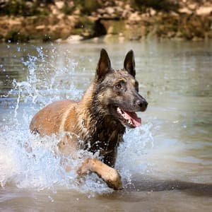 Pet Paradise: Music by the Waterfall - The Calm Music Network