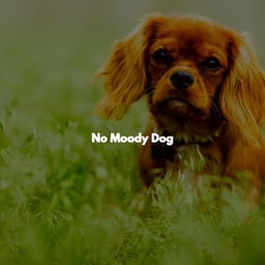No Moody Dog - Relaxing Piano Jazz