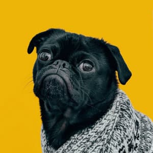 Lofi Pals: Tail-Wagging Grooves for Happy Dogs - lofi.sad