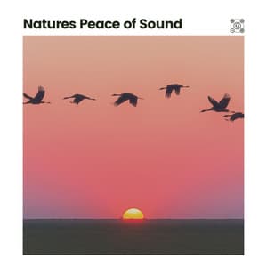 Natures Peace of Sound - Bird Sounds