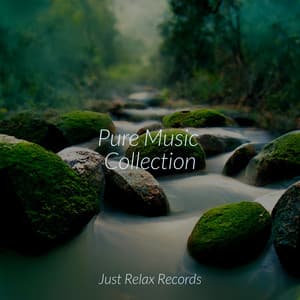Pure Music Collection - Healing Yoga Meditation Music Consort