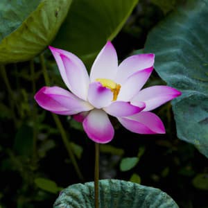 Lotus Leaf Lull - Asian Lofi