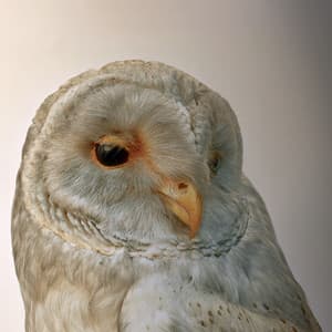 365, Vol. 1 - Aidan O'Rourke