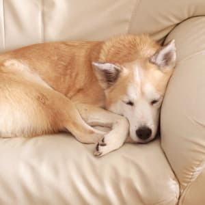 Midnight Nature Melodies: Soothing Crickets at Night for Relaxing Dogs - Hi Freq Samples