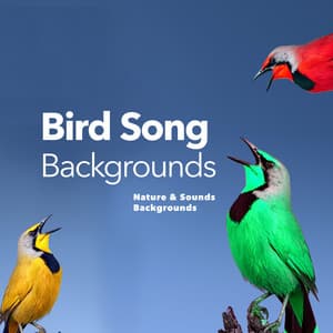 Bird Song Backgrounds - Nature Sounds & Backgrounds