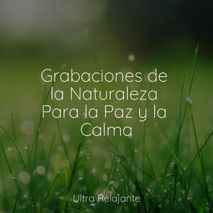 Grabaciones de la Naturaleza Para la Paz y la Calma - Hipnose Natureza Sons Coleção