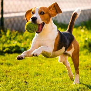 Serene Tunes for Dog Relaxation - Spring Music