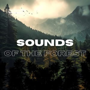 Sounds of the Forest: Bird Sounds, Nature Sounds - FX Forest Sounds