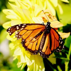 Brown Noise Dreams - Brown Noise Butterflies