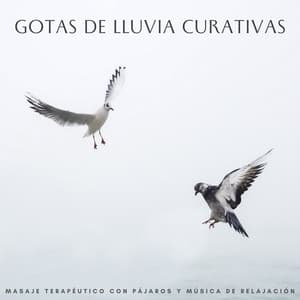 Gotas De Lluvia Curativas: Masaje Terapéutico Con Pájaros Y Música De Relajación - Lluvia Mozart