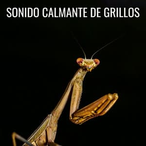 Sonido Calmante De Grillos - Grillos del bosque