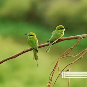 Birds Sounds - Birds In The Forest