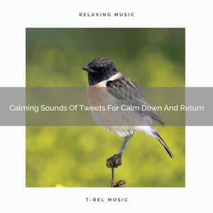 Calming Sounds Of Tweets For Calm Down And Return - Natural Woodland Sounds