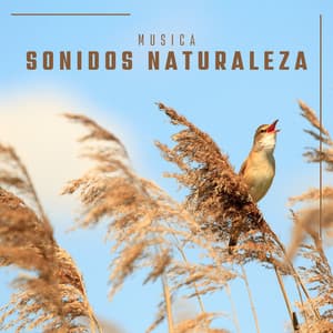 Musica Sonidos Naturaleza - Sonidos De Pajaros