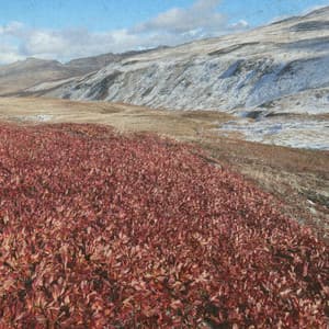 Whispers of Calm - Johann Sebastian Bach