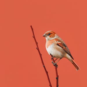 Relajación En El Aire: Sinfonía De Aves Binaurales - 92 96 Hz - Relajacion Ariel