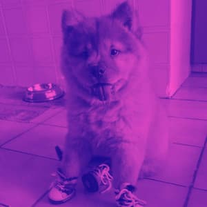 Music for Chillin with Pups - Chill My Pooch