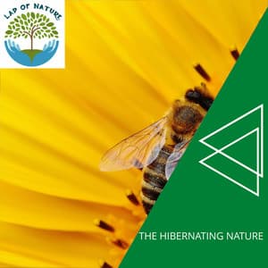The Hibernating Nature - Calm Music