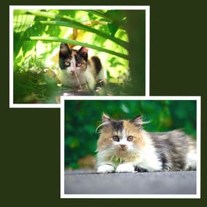 Backdrop for Afternoon Cats - Cat Music Therapy