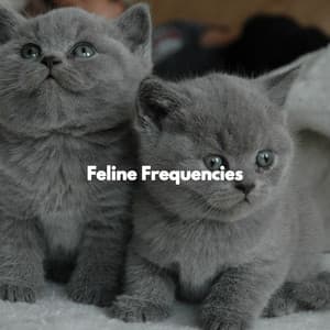 Feline Frequencies - Cats Music Den